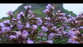 Plan your visit for Neelakurinji Bloom [upl. by Fretwell]