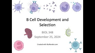 Immunology Fall 2024 Lecture 14 B cell Development and Selection [upl. by Brockwell]