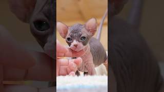 A cute sphynx come to you❤️shorts sphynx missmermaid kitten cat [upl. by Aradnahc]