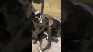 Lurcher puppy’s [upl. by Mir]