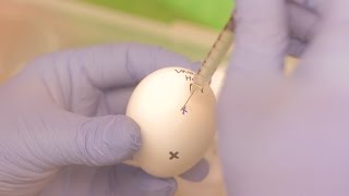 How we grow flu inside an egg [upl. by Kerrison]