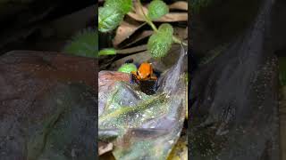 Poison Dart Frog Feeding Strawberry Blue Jeans Oophaga pumilio shorts [upl. by Allehcim]