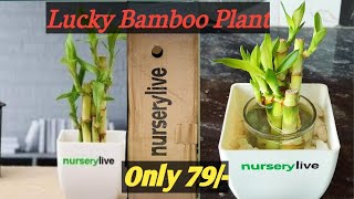 Unboxing Plant from NurseryliveLucky bamboo plant with Potvlogsbysubham [upl. by Leunas]