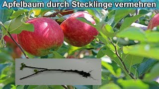 Apfelbaum aus Stecklingen selber ziehen  Apfelbaum aus Ast  durch Zweig vermehren – Anleitung [upl. by Liw]