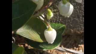 Plant portrait  Wintergreen Gaultheria procumbens [upl. by Michele]