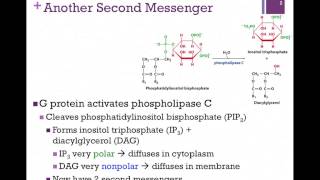 071Phospholipase C Pathway [upl. by Nageek]