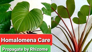 Homalomena Care Guide  Rubescens Rhizome Propagation [upl. by Disraeli]