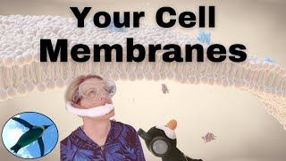 Your CELL MEMBRANES 🐧 [upl. by Burris]