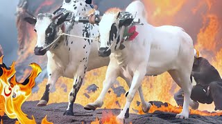 PBR Pakistan Bull Race  18112023 Hamzaskyvideos [upl. by Phenice]