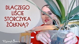 Dlaczego liście storczyka żółkną i odpadają [upl. by Murray]