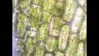 Plasmolysis in Elodea [upl. by Richter]