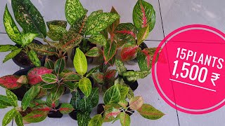 aglaonema combo plants available [upl. by Ahsiekyt446]