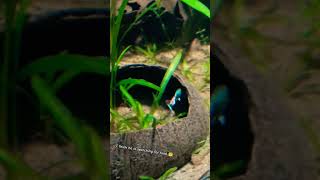 Guppy Fish  Guppy fish tank [upl. by Siol387]