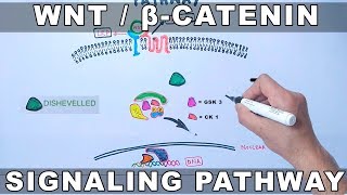 WntβCatenin Signaling Pathway [upl. by Peggie895]