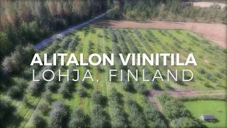 Alitalon viinitila Ciderberg  Lohja Finland [upl. by Buckie]