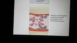 Acute inflammation 4 Cellular events exudation of leucocytes [upl. by Abrahan]