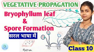 Vegetative Propagation in plants class 10 Spore formation class 10  Bryophyllum plant reproduction [upl. by Anoyek]