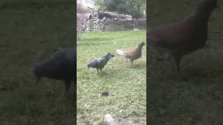 A Brown Hen and Three Pigeons on a Grassy Area [upl. by Alyse]