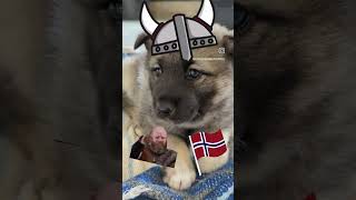 Norwegian Elkhound Puppy Viking Dog [upl. by Aronos913]