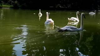 Lac Daumesnil in Bois de Vincennes Paris [upl. by Sandstrom691]