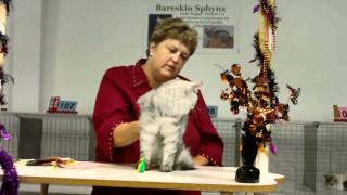 Judge Vickie Shields judging Siberian Cats [upl. by Erotavlas]