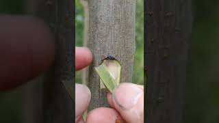 Try this Grafting Method 🪴 trees plantslife grafting orchids plants naturelovers [upl. by Tyre]