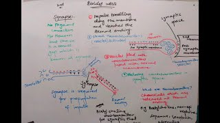 synapse class 12  synapse nervous system  synapse nervous system in hindi [upl. by Alten]