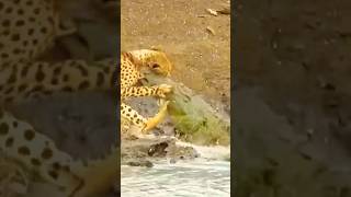 Crocodile Hunting Cheetah Crocodile Attack [upl. by Clinton868]