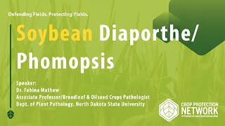 Soybean DiaporthePhomopsis [upl. by Laaspere]