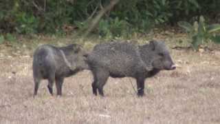 Collared Peccary [upl. by Nurav]