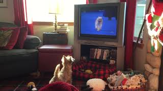 Ian watching national dog show [upl. by Rizan135]