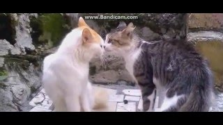 gatos peleando parodia [upl. by Aciemaj]