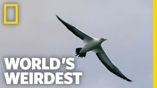 quotMissilequot Birds  Worlds Weirdest [upl. by Neiviv]