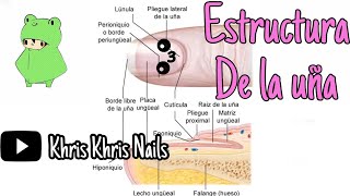 ESTRUCTURA DE LA UÑA NATURAL LÁMINA UNGUEAL MATRIZ LANULA LECHO UNGUEAL HIPONIQUIO PARONIQUIO [upl. by Eliathas]