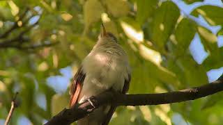 20241007 Yellowbilled Cuckoo [upl. by Esinned]