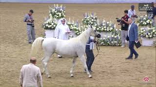 N 100 ANQAA AL FARRES 4th Qatar Arabian Horse Show for Local Bred 2024 Mares 7 Years Old Class [upl. by Enihpesoj539]