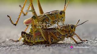 amazing facts about grasshoppers [upl. by Masha]