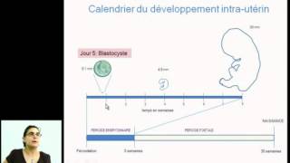 Replacer les cellules souches embryonnaires humaines dans le développement embryonnaire et foetal [upl. by Nehte552]