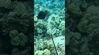 Spearfishing Dos and Donts  Shoot at an Angle on Fish Moving Away  Big Island of Hawaii [upl. by Milstone282]