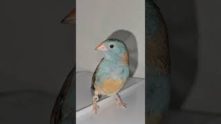 Blue Capped WaxbillFinchBird Hen on top of a cage [upl. by Liw602]