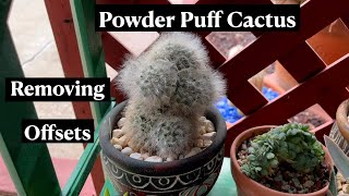 Mammillaria Bocasana Powder Puff Cactus  24 Days of Cacti amp Succulents [upl. by Ycaj]