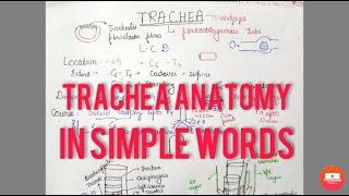 Trachea anatomy 1 [upl. by Berwick]