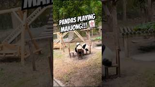 Pandas Playing Mahjong chongqing travel china [upl. by Patton]