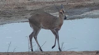 Common duiker at Djuma Waterhole [upl. by Anar]