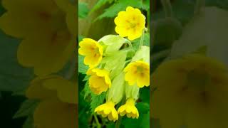 Cowslip Primula veris in Primrose Family Primulaceae  Observed in Description [upl. by Dallman562]