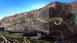 AMAZING WOODWORKING FACTORY❗EXTREME SAWMILL 100 YEAR OLD TREMBESI CHEESE WOOD GIANT [upl. by Kcirddet]