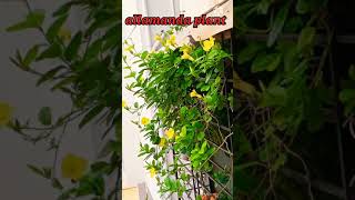 allamanda plant care tipsshortsyoutubeshortsallamanda [upl. by Irby]