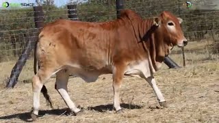 Denga Boran proudly presents DE 21 839 at the Primigravida Heifer Auction [upl. by Nitaj27]