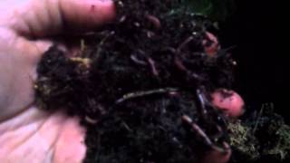 WORM BIN UPDATE MAY 2014  THE WORMS LOVE COMFREY [upl. by Munafo]