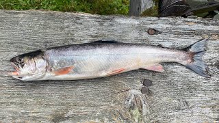 Camping in the north Maine woods and fishing for Arctic charr [upl. by Knute295]